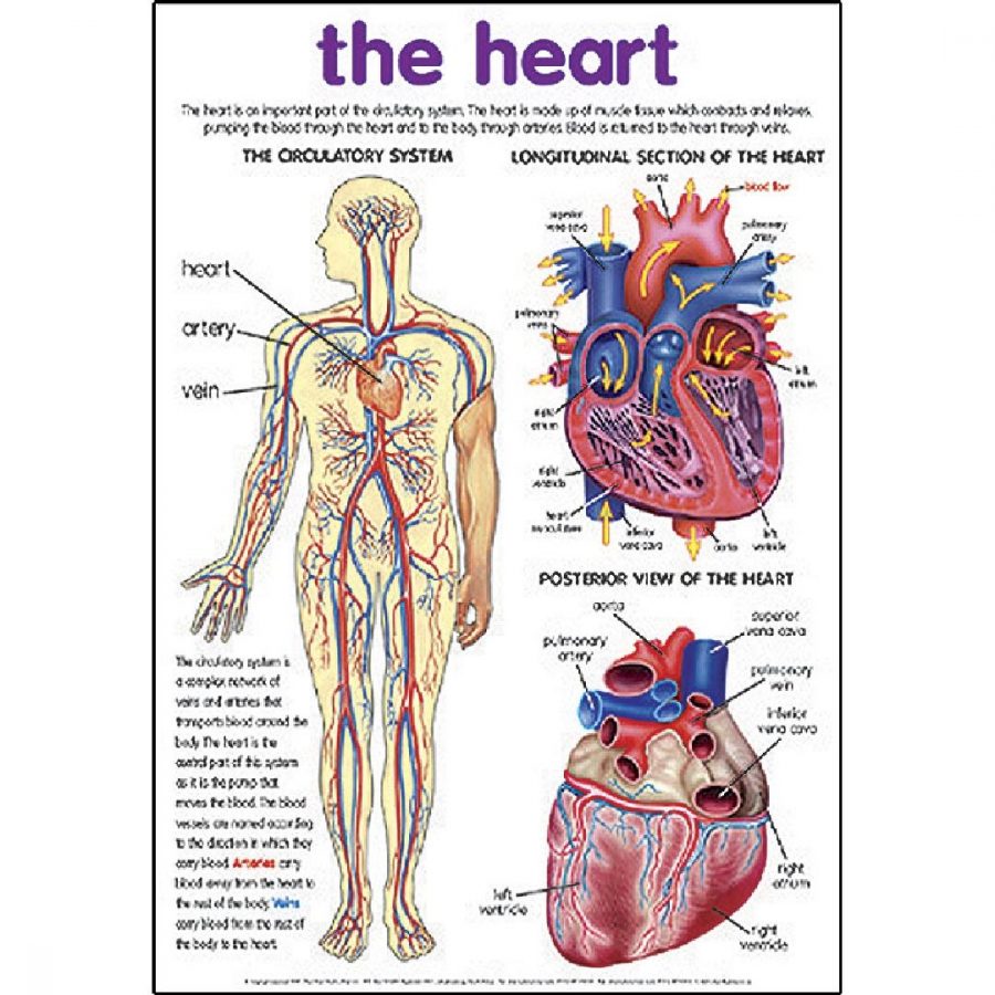 The Heart Poster
