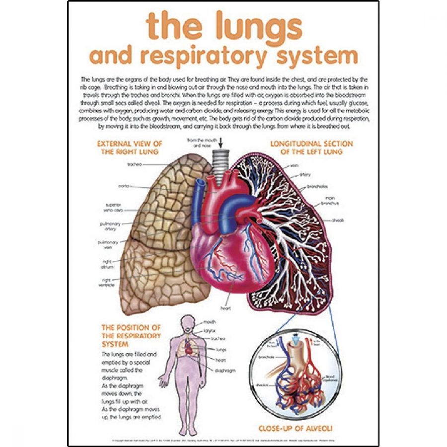 The Lungs & Respiratory System Poster