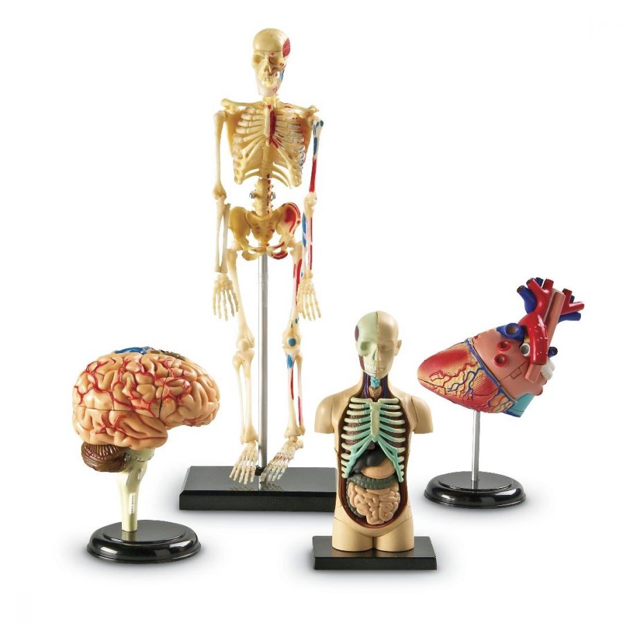 Anatomy Model Set (4pcs)