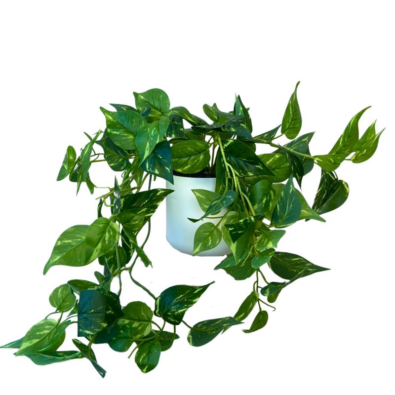 Artificial Pothos (Devil's Ivy) Trailing Plant - 35cm