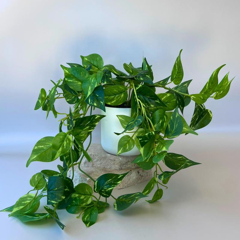 Artificial Pothos (Devil's Ivy) Trailing Plant - 35cm - Step4 Artificial Pothos (Devil's Ivy) Trailing Plant - 35cm - Image 2