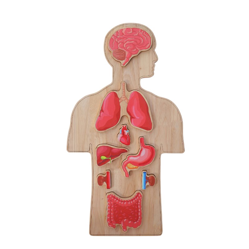 Wooden Anatomy Puzzle