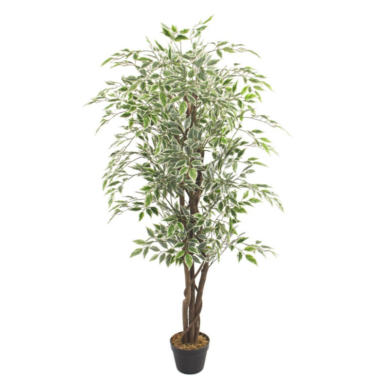 Artificial Ficus Variegated Leaves - 150cm